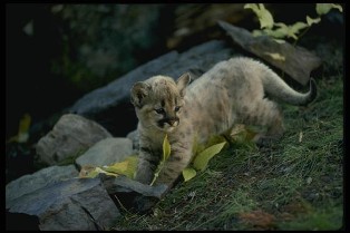 скачать игру космические войны